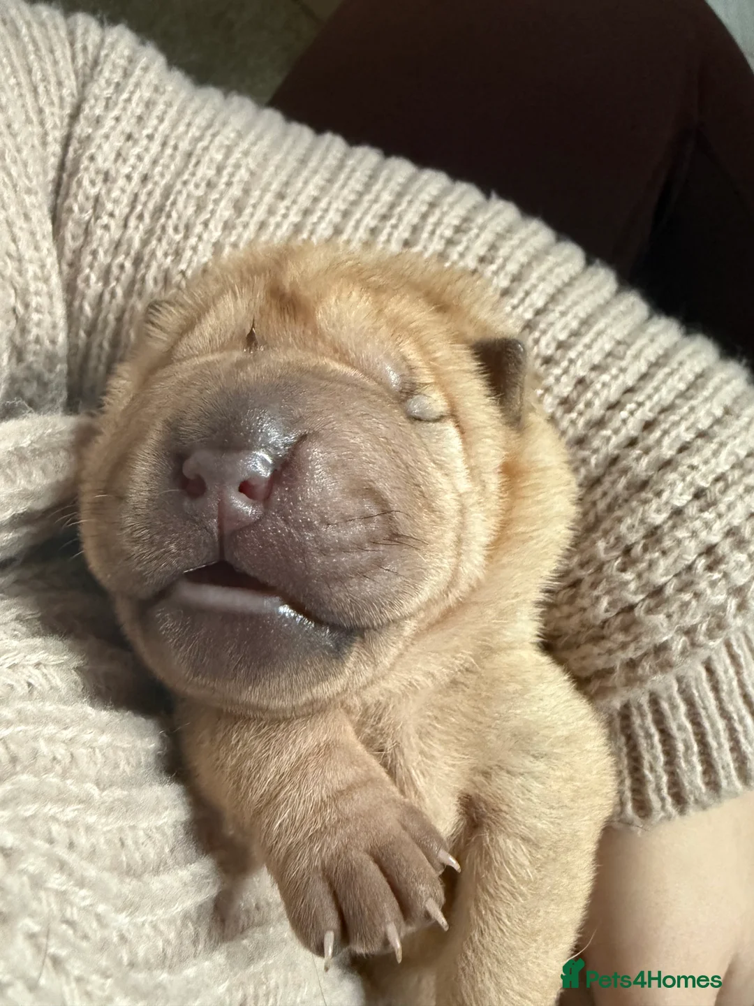 Shar Pei dogs for sale: Beautiful pure shar pei puppies - Advert 20