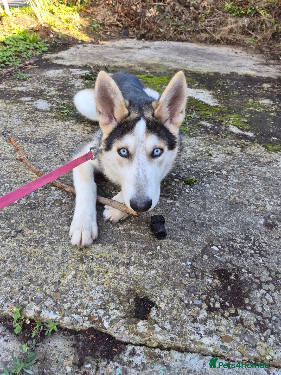 Shepsky dogs for sale: Shepsky - Advert 2