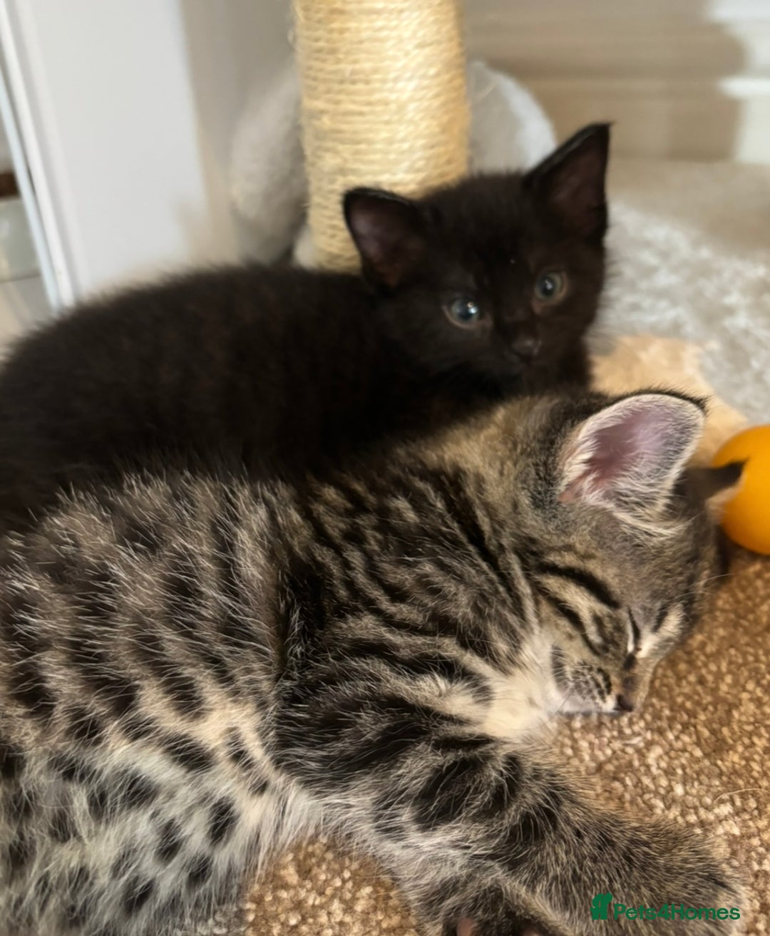 Mixed Breed cats for sale: 4 kittens for sale - Image 6