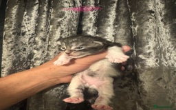 Maine Coon cats for sale: XXL Maine coons ready November  - Image 8