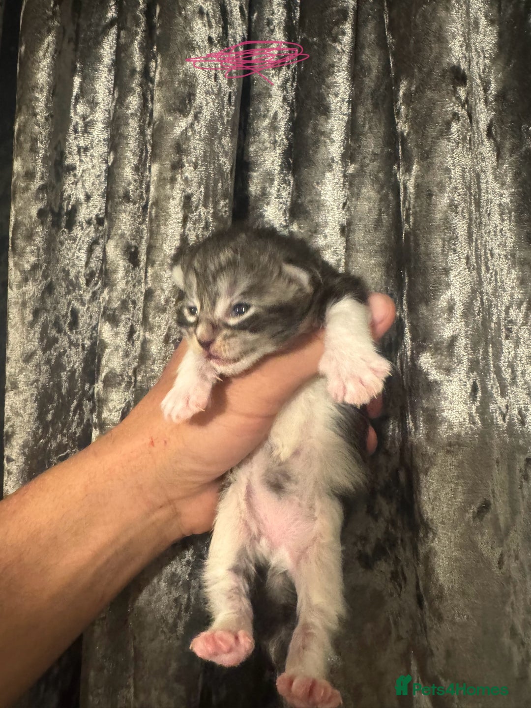 Maine Coon cats for sale: XXL Maine coons ready November  - Image 8