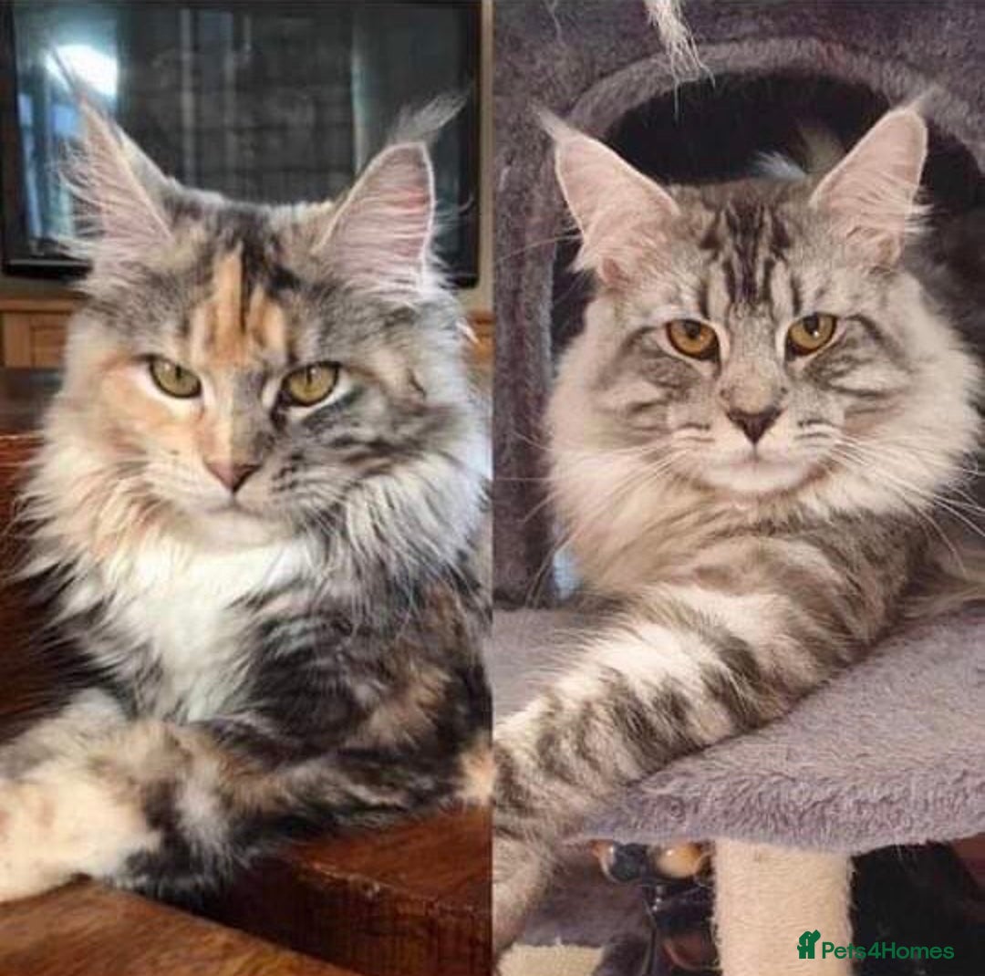 Maine Coon cats for sale: Stunning cream/white Maine coon boy  - Image 1