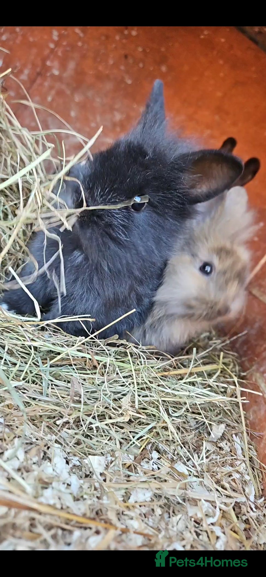 Lionhead rabbits for sale: Lion heads in Wigan - Image 33