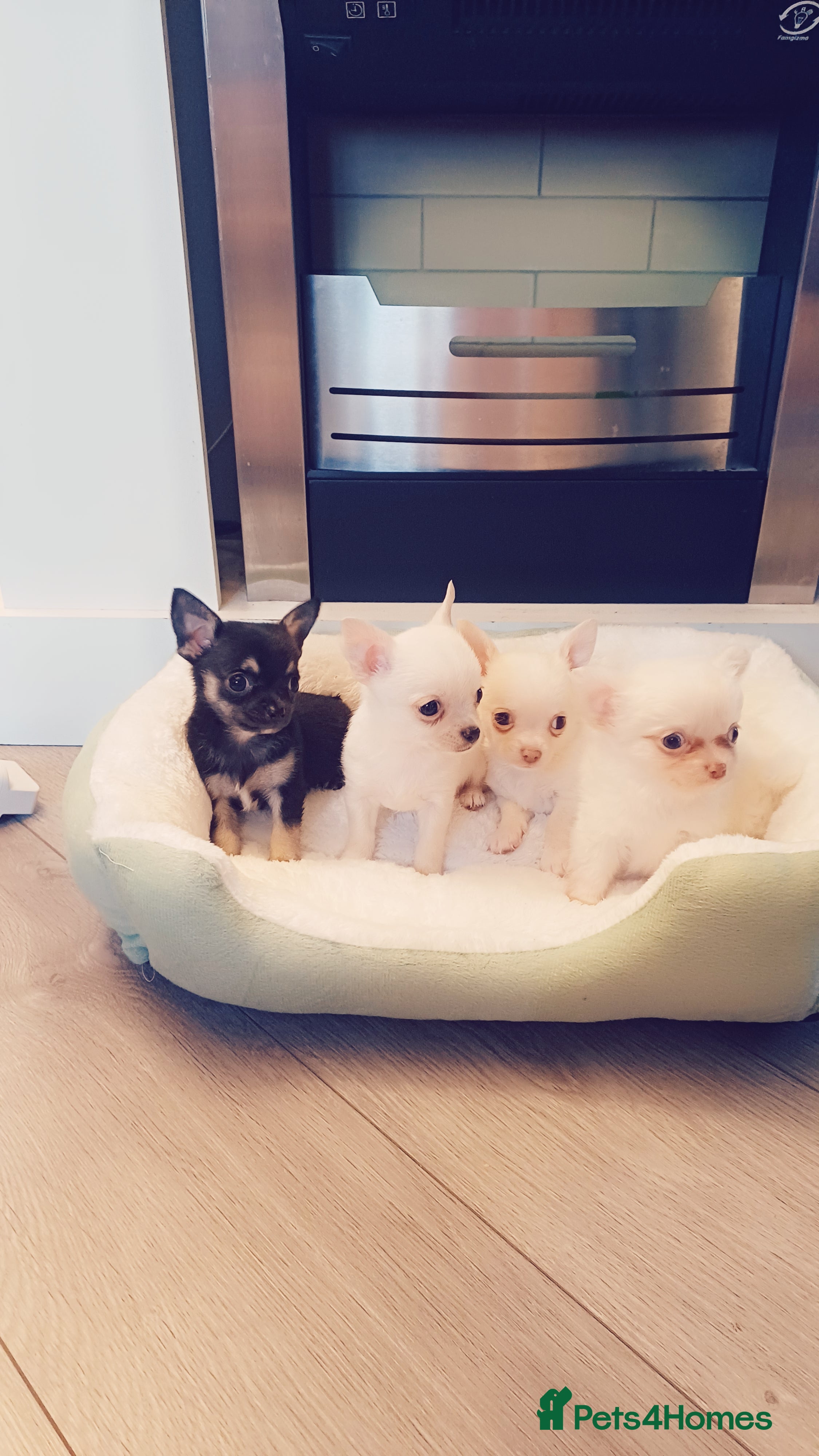 Chihuahua dogs Pedigree chihuahua puppies for sale - Advert 1
