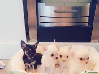 Chihuahua dogs Pedigree chihuahua puppies for sale - Advert 1