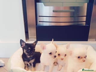 Chihuahua dogs Pedigree chihuahua puppies ** 1 BOY LEFT ** - Advert 2