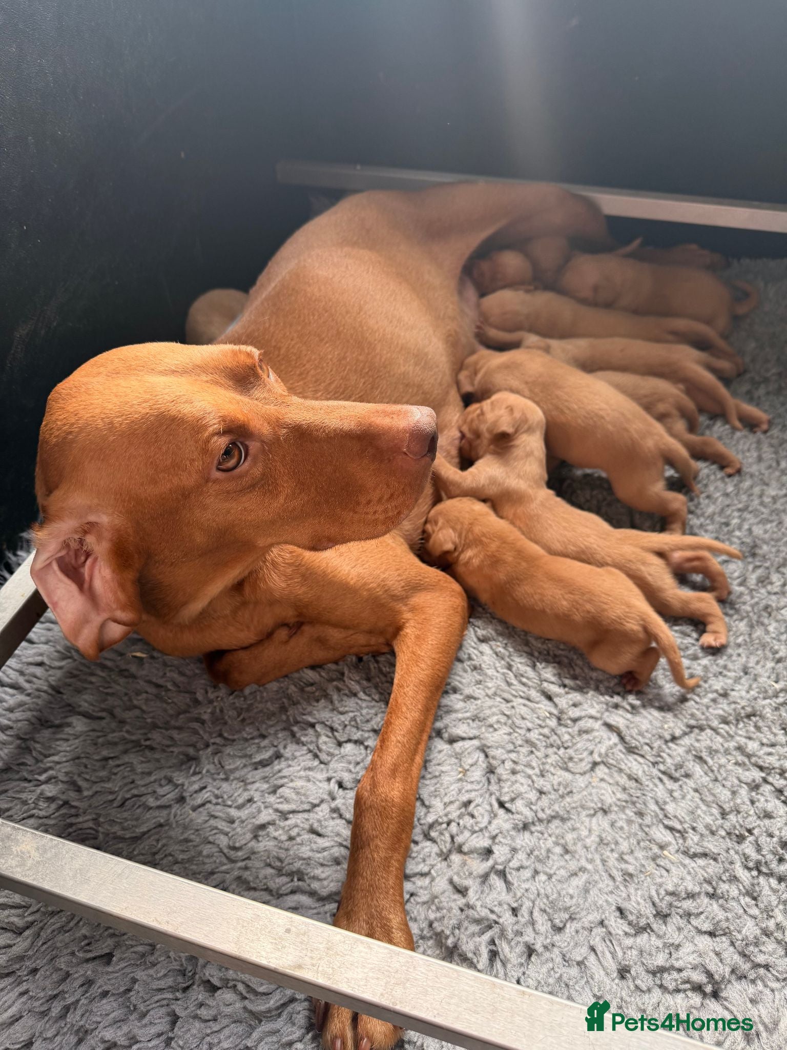 Hungarian Vizsla dogs KC Reg Hungarian Vizsla Pups Health Tested Parents - Advert 11