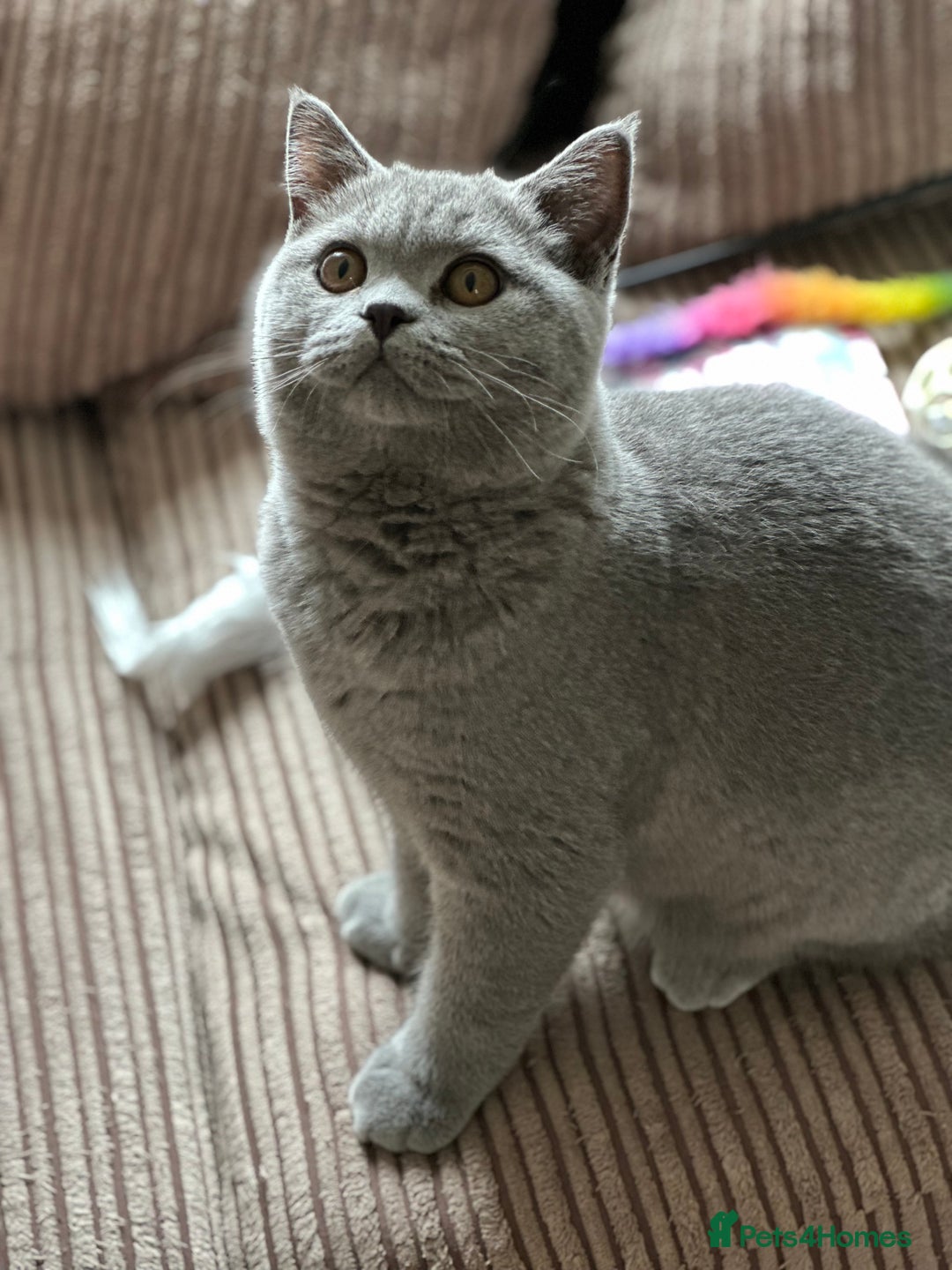 British Shorthair cats for sale: Excellent Champion line  - Image 19