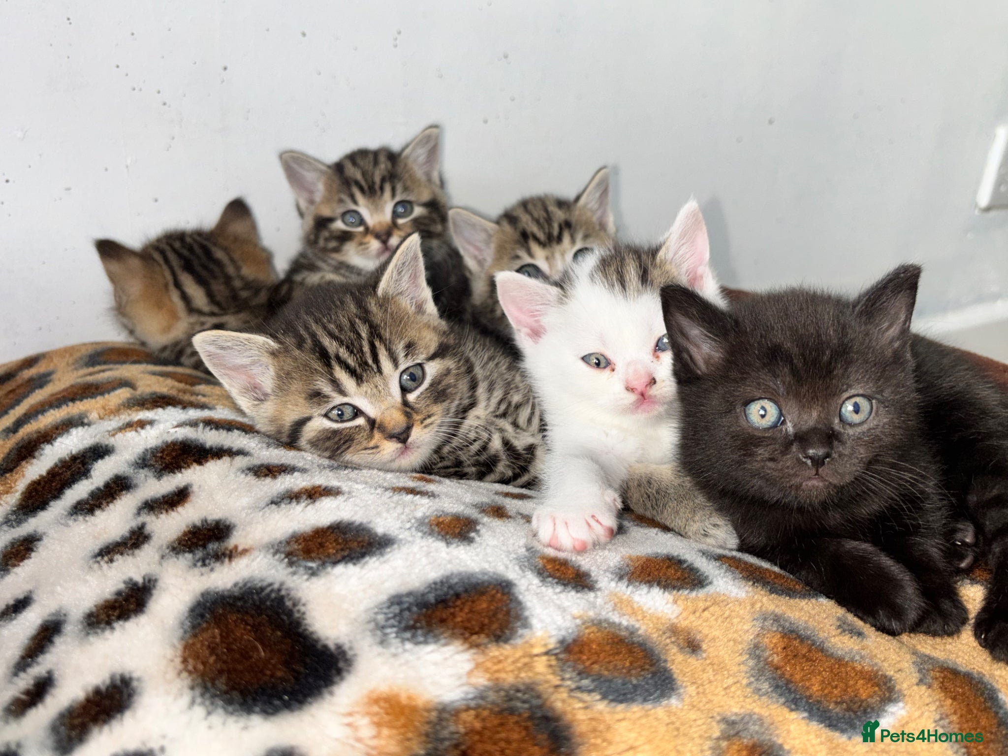 Mixed Breed cats British Short Hair X Bengal Mix Kittens  - Advert 7