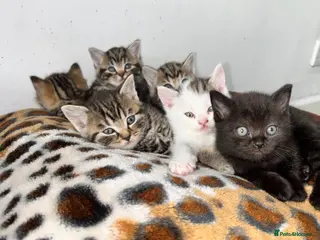 Mixed Breed cats British Short Hair X Bengal Mix Kittens - Advert 7