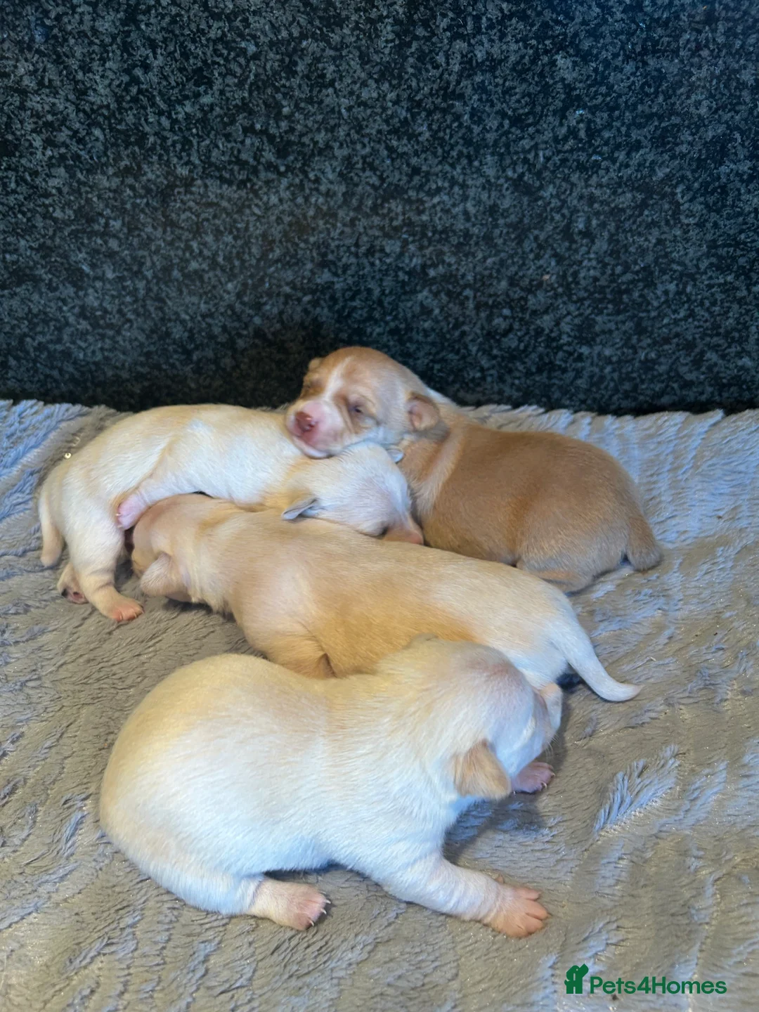 Chihuahua dogs for sale: Four beautiful chihuahua puppies  - Advert 8