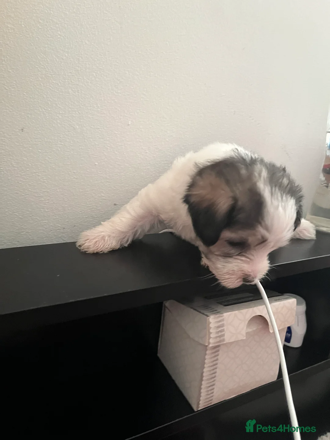 Mixed Breed dogs for sale: Puppies for sale  - Advert 7