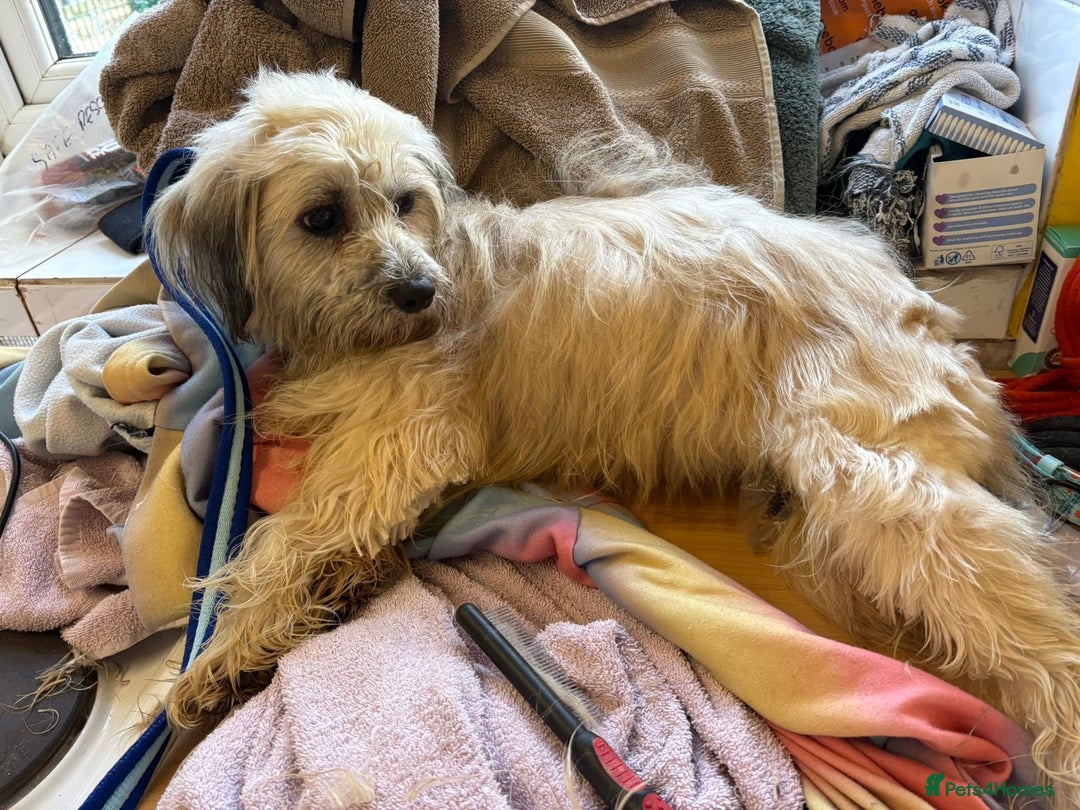 Mixed Breed dogs for adoption: Alison - Norwich Norfolk  - Advert 12