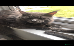 Maine Coon cats for sale: Beautiful Blue/Black Smoked or Solid Maine Coons  - Image 6