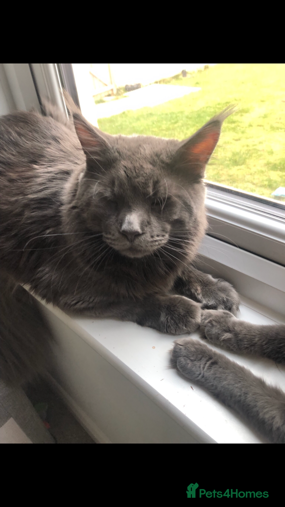 Maine Coon cats for sale: Beautiful Blue/Black Smoked or Solid Maine Coons  - Image 6