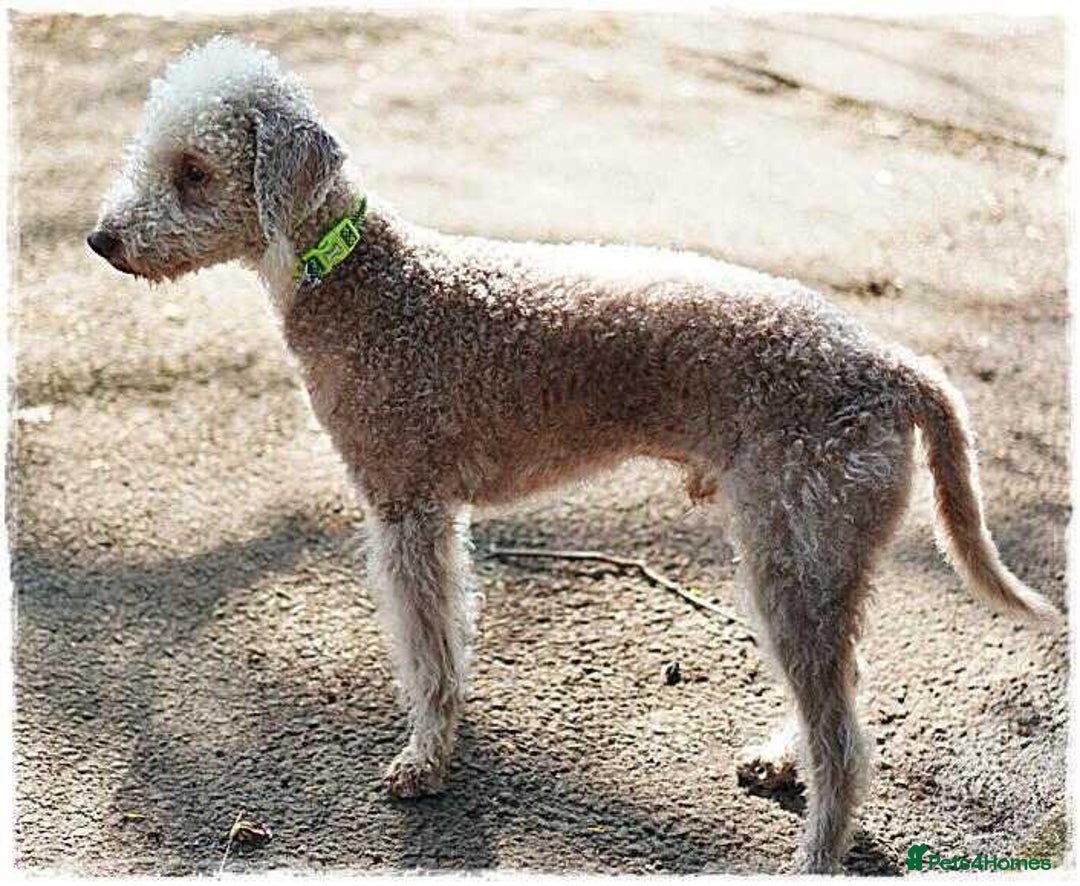 Mixed Breed dogs for sale: F1 Whippet x Bedlington terrier  - Image 3