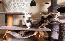 Toyger cats for sale: Adorable kitten  - Image 5