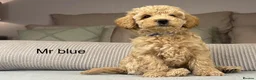 Maltipoo dogs for sale: GORGEOUS MALTIPOOS. BOYS ONLY - Advert 29