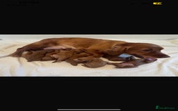 Cockapoo dogs for sale: RED COCKAPOO PUPS - Advert 9