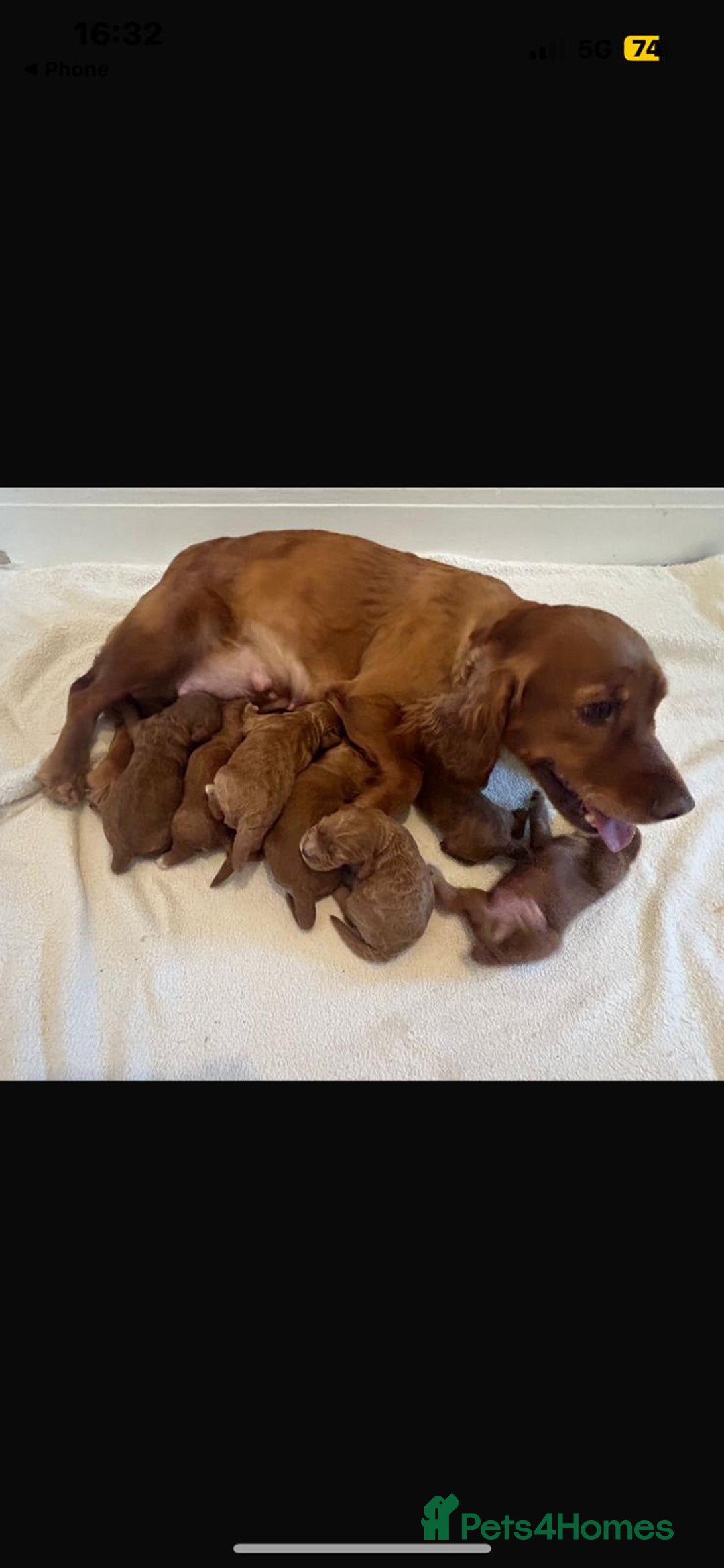 Cockapoo dogs for sale: RED COCKAPOO PUPS - Advert 9