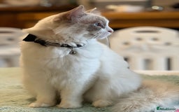 Ragdoll cats for sale: Ragdoll kittens Blue, Lilac & flame or blue/seal - Image 17
