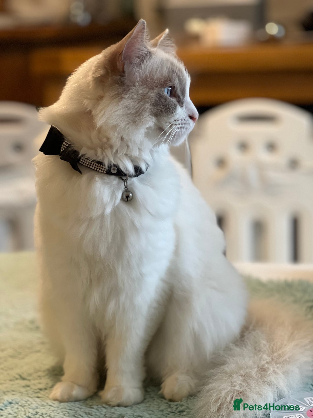 Ragdoll cats for sale: Ragdoll kittens Blue, Lilac & flame or blue/seal - Image 17
