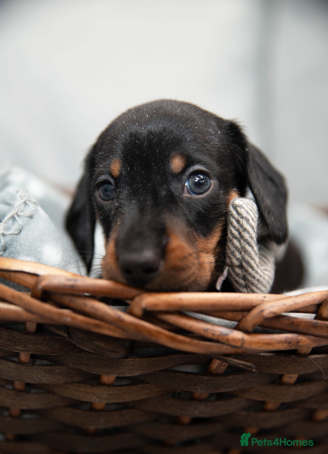 Miniature Dachshund dogs for sale: Miniature smooth haired dachshund - Image 4