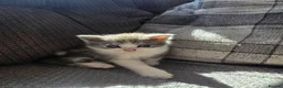 British Longhair cats for sale: Beautiful British long haired kittens - Advert 25