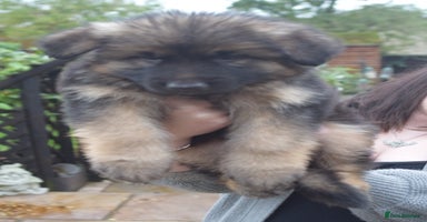 German Shepherd dogs - Advert 6