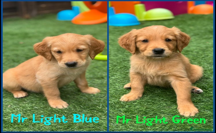 Golden Retriever dogs - Advert 4