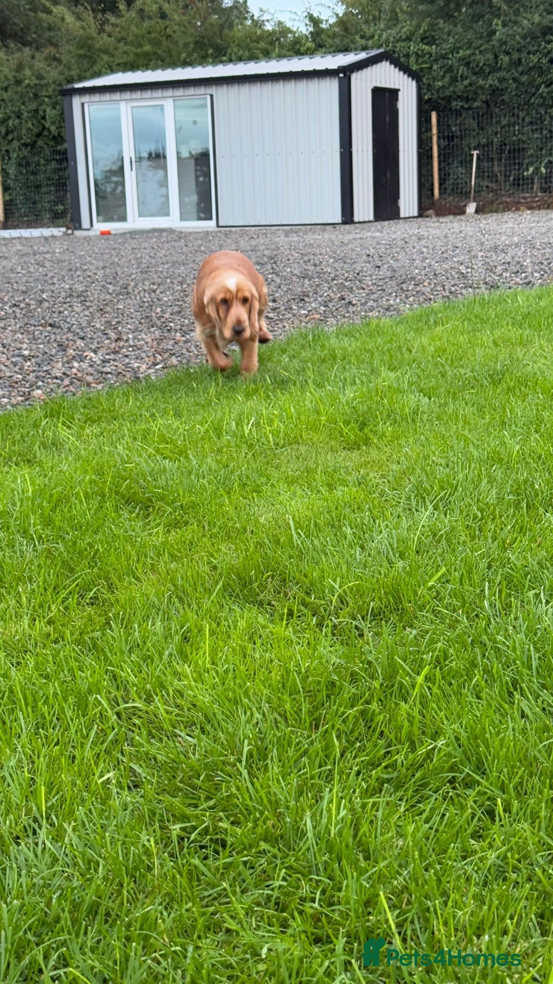 Cocker Spaniel dogs for stud: Honey - Advert 17