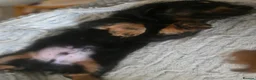 Dachshund dogs for sale: Last Boy ready now - Advert 5