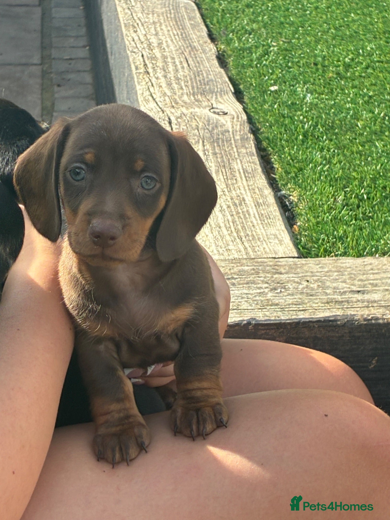 Miniature Dachshund dogs Miniature dachshund ✨£800 outstanding quality ..  - Advert 15