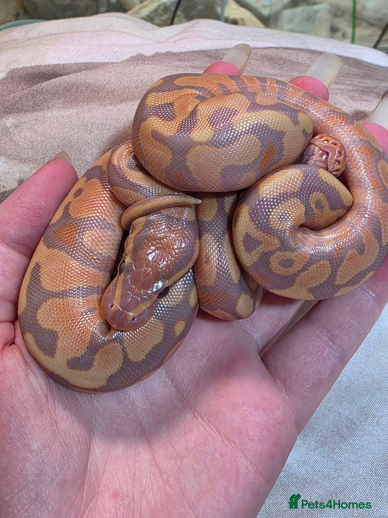 Python Snake reptiles Pre orders on multiple baby ball pythons  - Advert 2