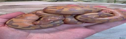 Python Snake reptiles for sale: Deposits on multiple baby ball pythons  - Advert 1