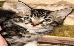 Mixed Breed cats for sale: Stunning fluffy and short haired ready now  - Image 2
