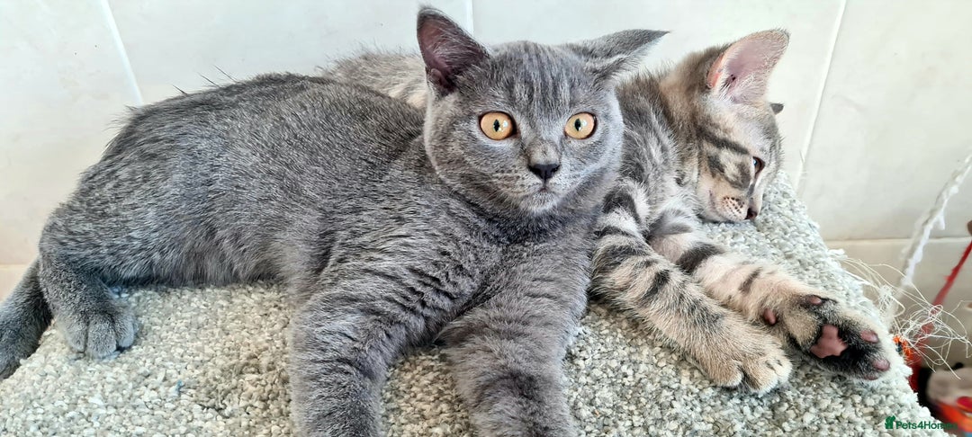 British Shorthair cats for sale: Beautiful Blue British, Lilac, Color point, Tabby  - Image 19