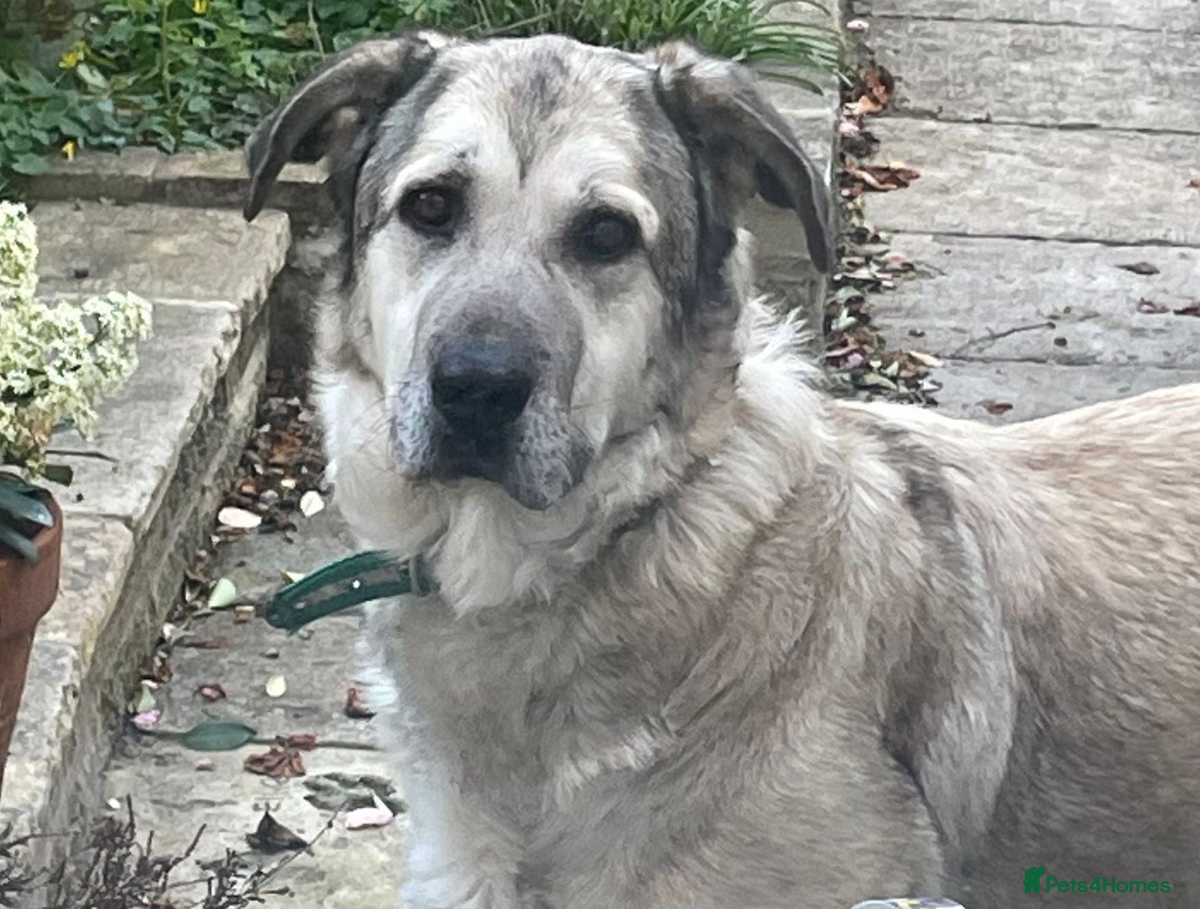 Mixed Breed dogs Lovely Lara 🩷🐾 - Advert 12