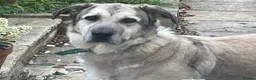 Mixed Breed dogs for adoption: Lovely Lara 🩷🐾 - Advert 2