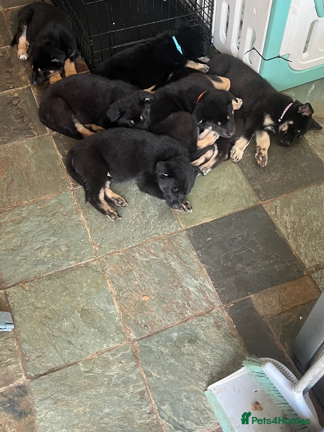Mixed Breed dogs for sale: German Shepherd/Alaskan Malamute Puppies - Advert 1