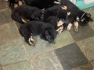 Mixed Breed dogs German Shepherd/Alaskan Malamute Puppies - Advert 6