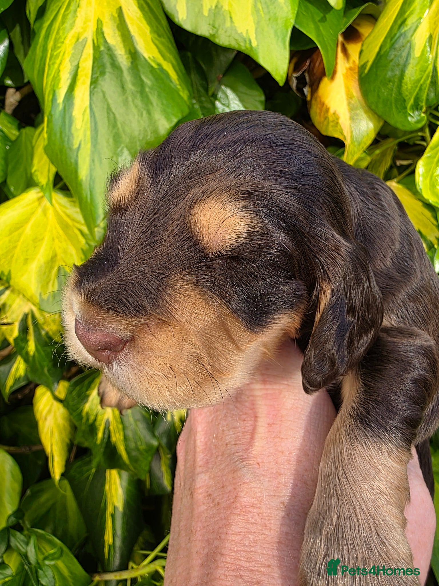 Cocker Spaniel dogs for sale: Black and chocolate tan point cockers  - Advert 16