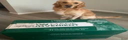 Golden Retriever dogs for stud: Beautiful KC-Reg Golden Retriever Stud (proven) - Advert 27