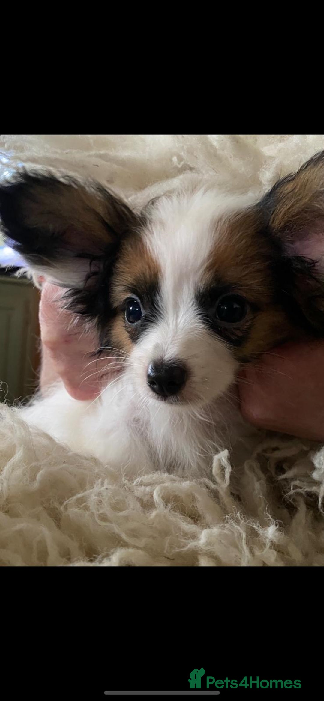 Papillon dogs for sale: KC Papillons DNA tested parents  - Advert 12