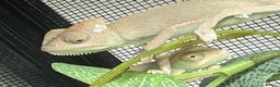 Chameleon reptiles for sale: Baby Yemen chameleons - Advert 3