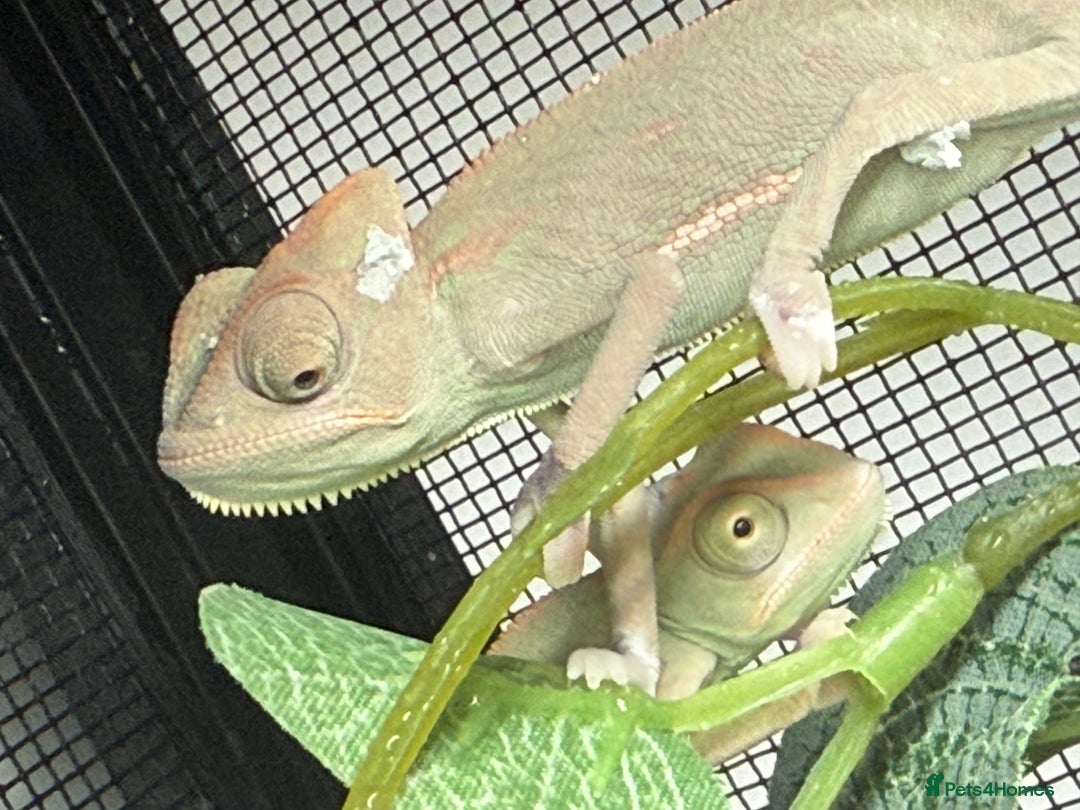 Chameleon reptiles for sale: Baby Yemen chameleons - Advert 3