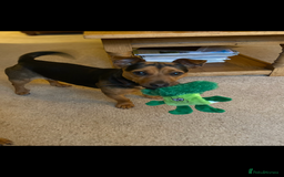 Jackapoo dogs for sale: Adorable Jackapoo puppies  - Image 4