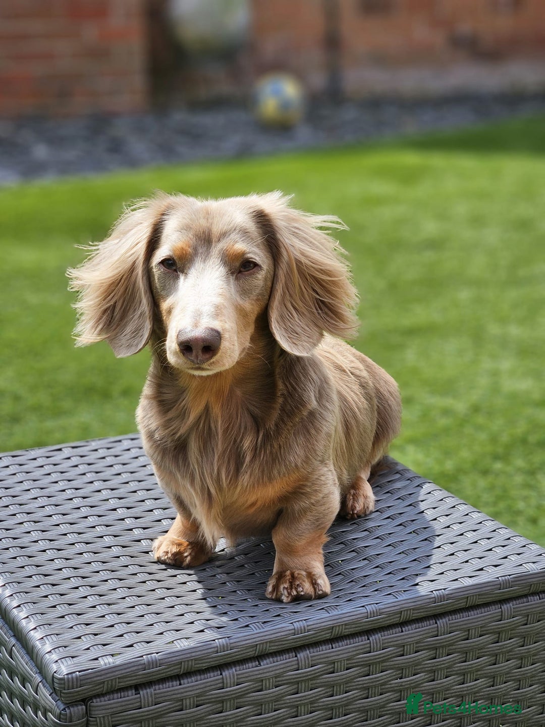 Miniature Dachshund dogs for stud: Long Hair miniature dacshund in Telford - Advert 9