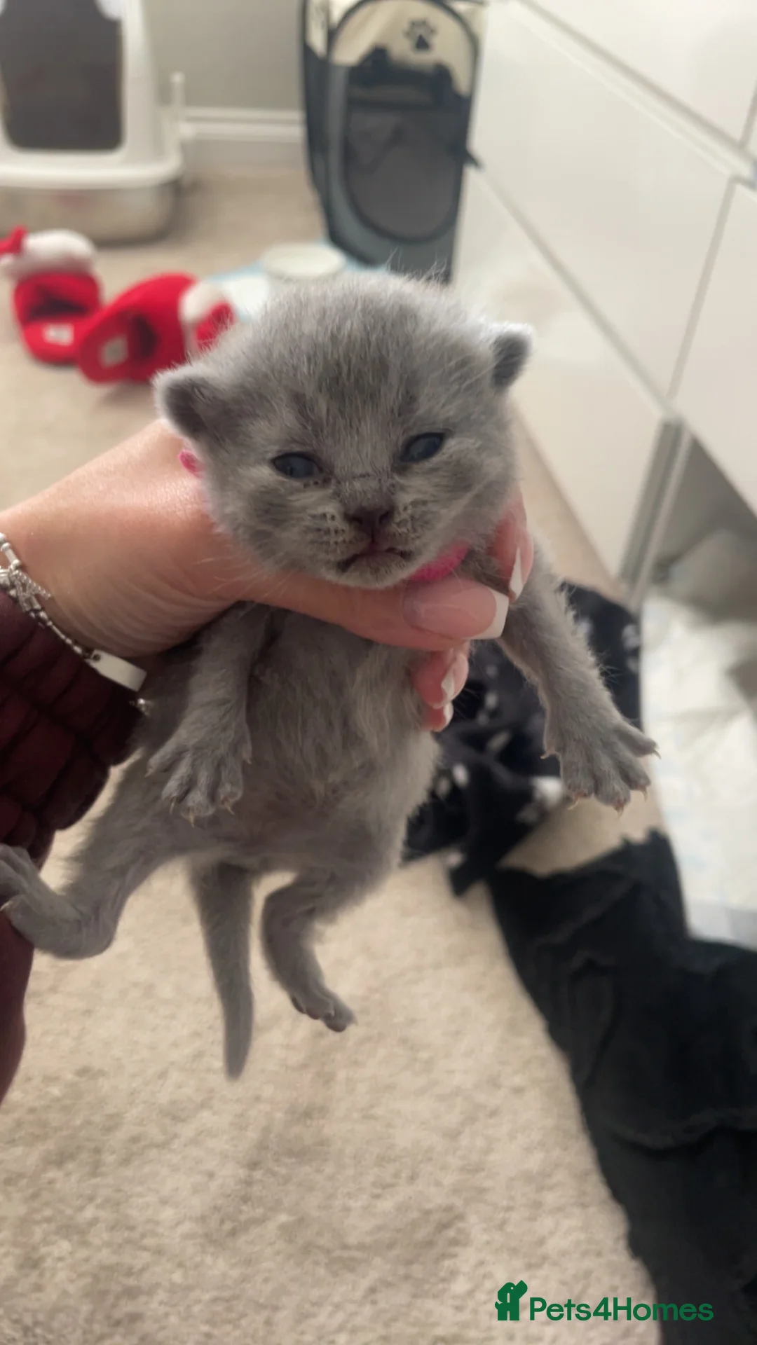British Shorthair cats for sale: British short hair kittens - Advert 2