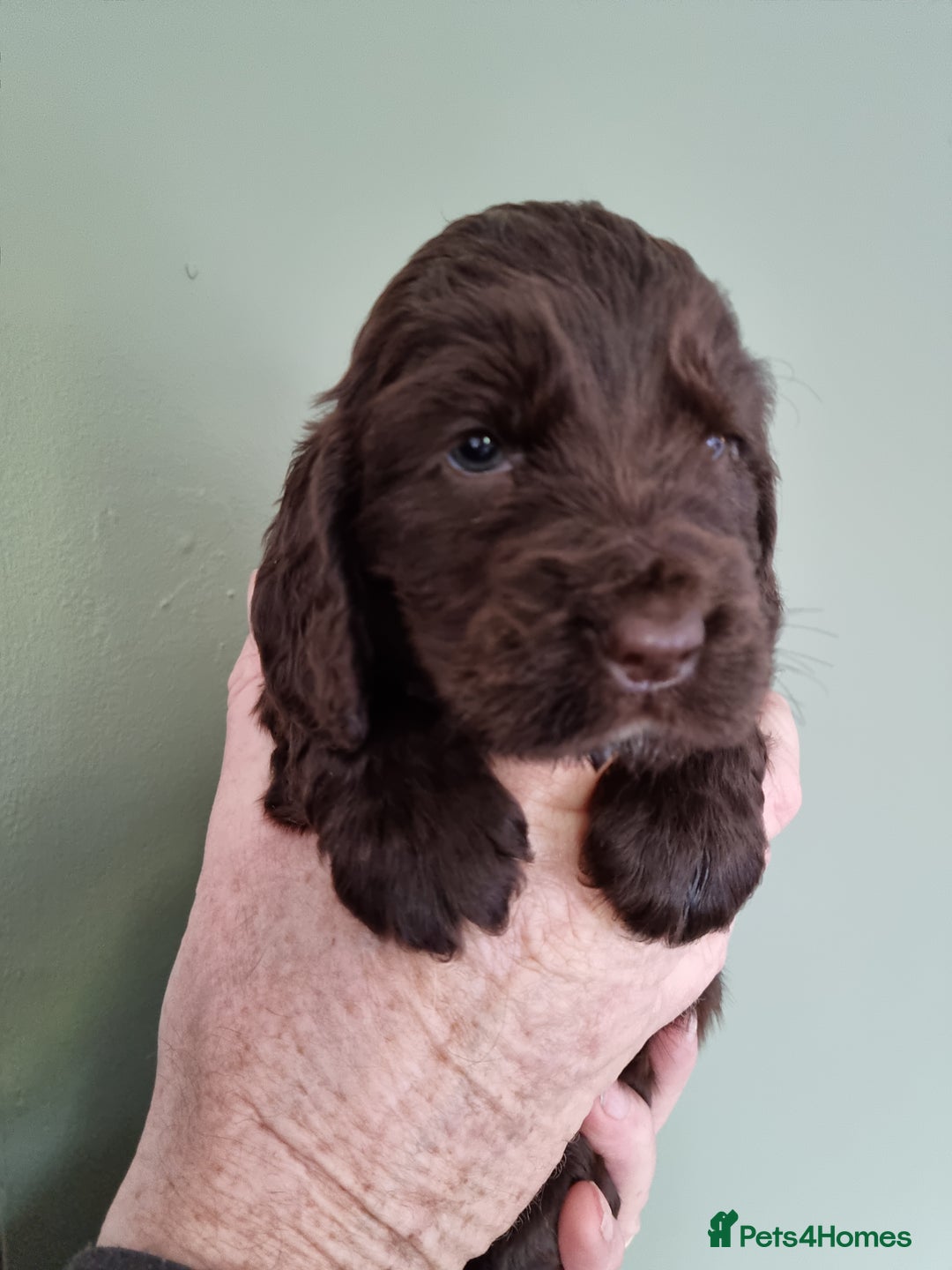 Cocker Spaniel dogs for stud: SHOW COCKER SPANIEL 🐕 health tested stud  in Brentwood - Advert 22